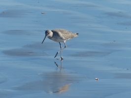 Western Willet